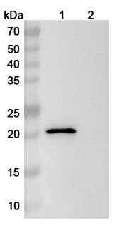 Mouse Anti-Mouse CD16/CD32 Monoclonal In Vivo Antibody - Low Endotoxin (Iv0016) - WB