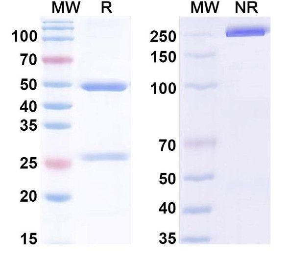 Anti-Human IL1A/IL1F1 Monoclonal In Vivo Antibody - Low Endotoxin (Iv0018) - SDS-PAGE