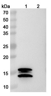 Anti-Human IL2 Monoclonal In Vivo Antibody - Low Endotoxin (Iv0020) - WB