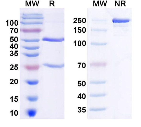 Anti-Human IL8/CXCL8 Monoclonal In Vivo Antibody - Low Endotoxin (Iv0023) - SDS-PAGE