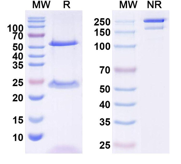 Anti-Human IL9 Monoclonal In Vivo Antibody - Low Endotoxin (Iv0024) - SDS-PAGE