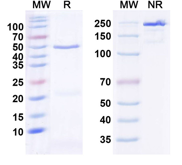 Anti-Human IL36RN/IL-1F5 Monoclonal In Vivo Antibody - Low Endotoxin (Iv0035) - SDS-PAGE
