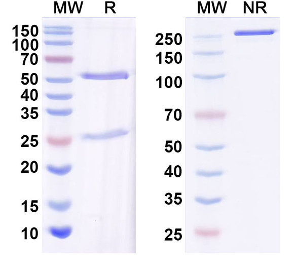 Anti-HIV1 gp120/Glycoprotein 120 Monoclonal In Vivo Antibody - Low Endotoxin (Iv0038) - SDS-PAGE