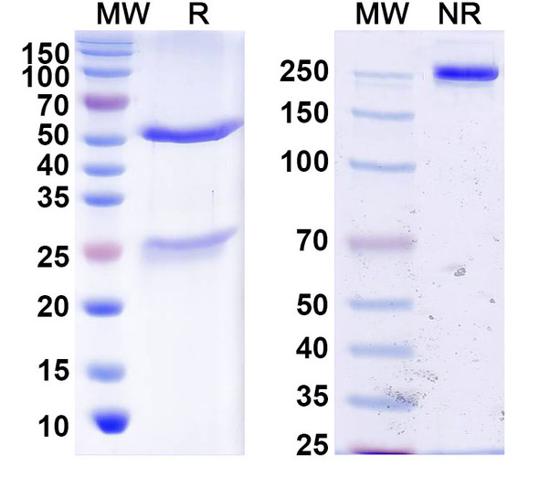 Anti-HPV16 L2/Minor capsid protein L2 Monoclonal In Vivo Antibody - Low Endotoxin (Iv0015) - SDS-PAGE