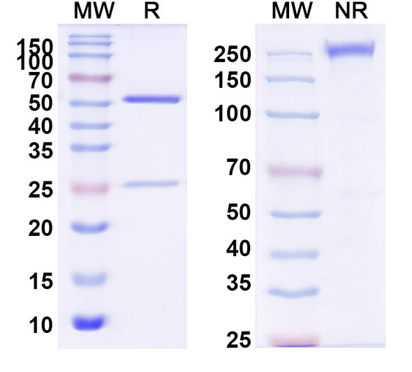 Anti-VZV/HHV3 gH/gL Complexes Monoclonal In Vivo Antibody - Low Endotoxin (Iv0041) - SDS-PAGE