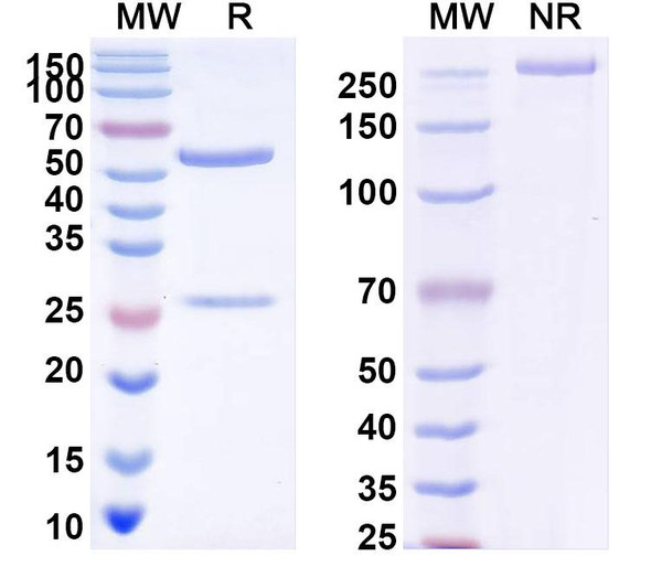 Anti-VZV/HHV3 gH/gL Complexes Monoclonal In Vivo Antibody - Low Endotoxin (Iv0042) - SDS-PAGE