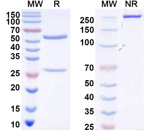 Anti-Rotavirus A/RV-A Intermediate capsid protein VP6 Monoclonal In Vivo Antibody - Low Endotoxin (Iv0012) - SDS-PAGE
