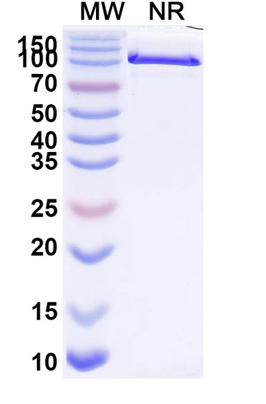 Anti-Mouse CD274/PD-L1/B7-H1 Monoclonal In Vivo Antibody - Low Endotoxin (Iv0040) - SDS-PAGE