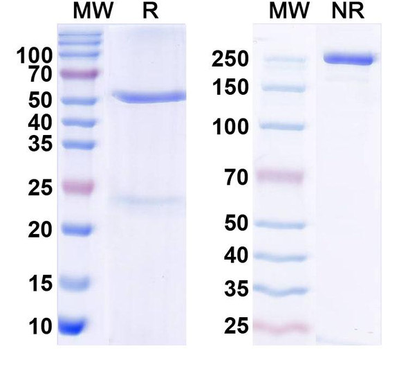 Anti-Human GDF15 Monoclonal In Vivo Antibody - Low Endotoxin (Iv0048) - SDS-PAGE