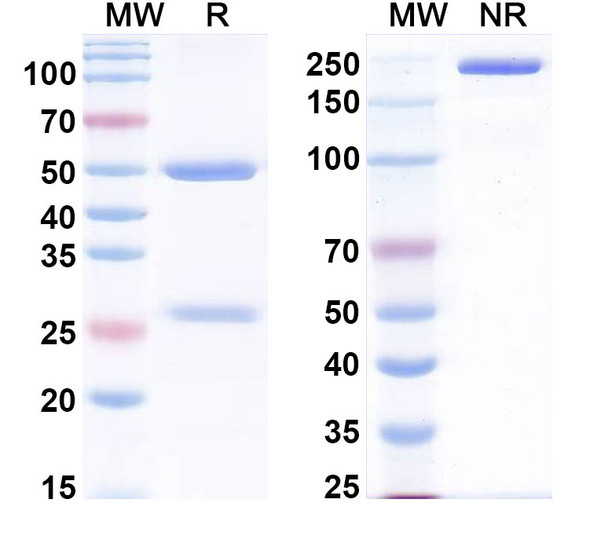 Anti-Human THPO Monoclonal In Vivo Antibody - Low Endotoxin (Iv0056) - SDS-PAGE