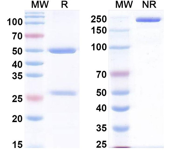 Anti-Human BMP6 Monoclonal In Vivo Antibody - Low Endotoxin (Iv0059) - SDS-PAGE