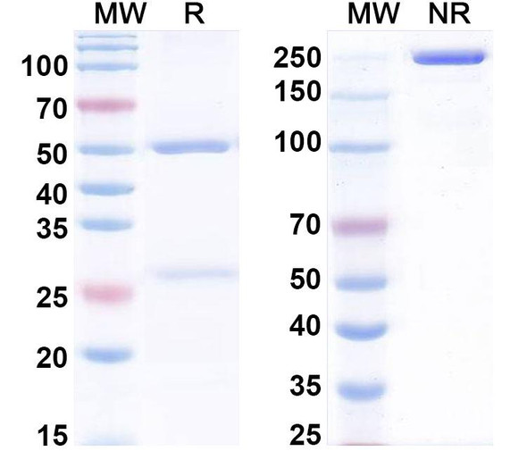 Anti-Human GDF2/BMP9 Monoclonal In Vivo Antibody - Low Endotoxin (Iv0060) - SDS-PAGE