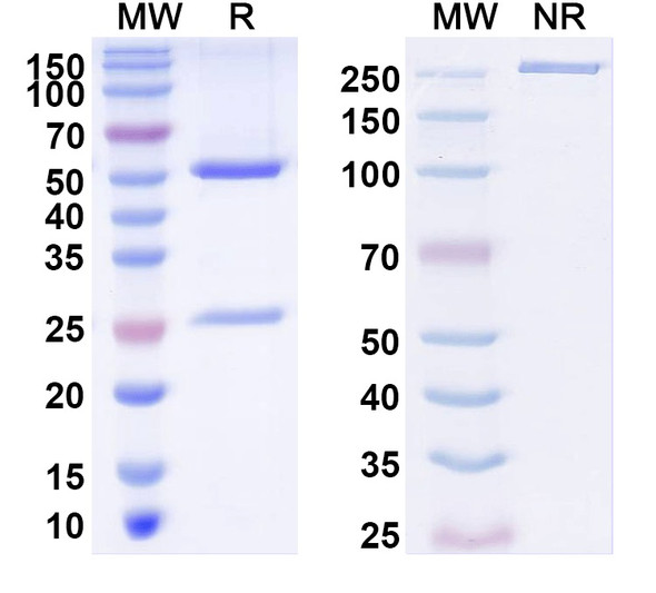 Anti-Human IGF2 Monoclonal In Vivo Antibody - Low Endotoxin (Iv0064) - SDS-PAGE