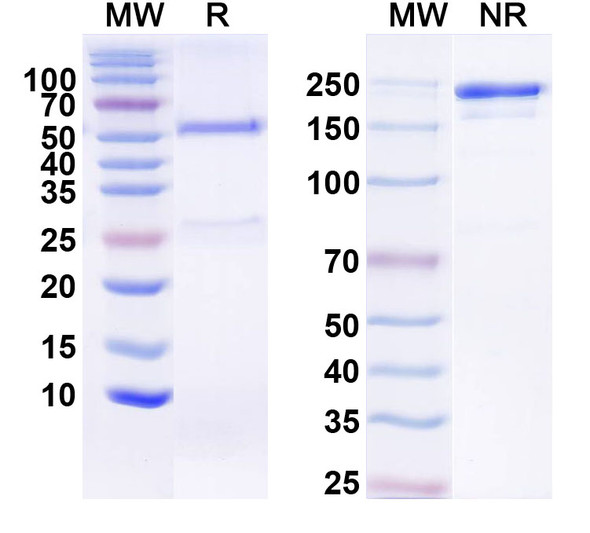 Anti-Human FGF21 Monoclonal In Vivo Antibody - Low Endotoxin (Iv0067) - SDS-PAGE