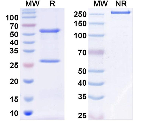 Anti-Human TGFA/TGF-alpha Monoclonal In Vivo Antibody - Low Endotoxin (Iv0068) - SDS-PAGE