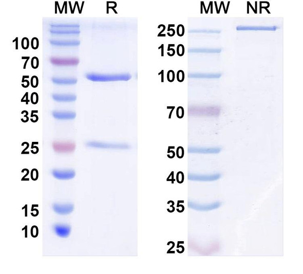 Anti-Human TGFB1/TGF-beta-1 Monoclonal In Vivo Antibody - Low Endotoxin (Iv0069) - SDS-PAGE