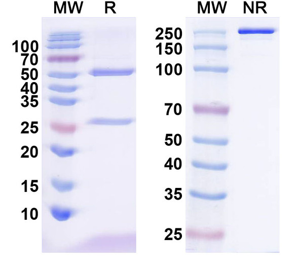 Anti-Human VEGFA Monoclonal In Vivo Antibody - Low Endotoxin (Iv0071) - SDS-PAGE