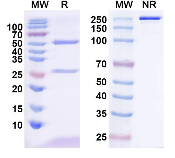 Anti-Human VEGFA Monoclonal In Vivo Antibody - Low Endotoxin (Iv0071) - SDS-PAGE
