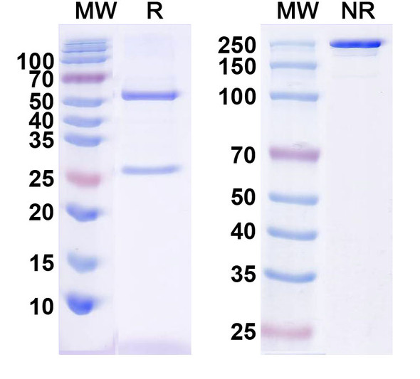 Anti-Human CTGF/CCN2 Monoclonal In Vivo Antibody - Low Endotoxin (Iv0075) - SDS-PAGE
