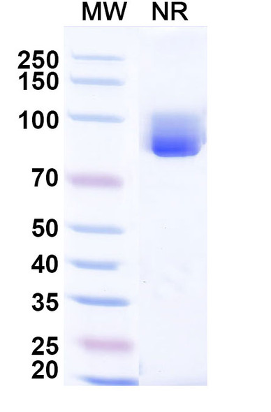 Anti-Human CCL3/MIP-1-alpha Monoclonal In Vivo Antibody - Low Endotoxin (Iv0078) - SDS-PAGE