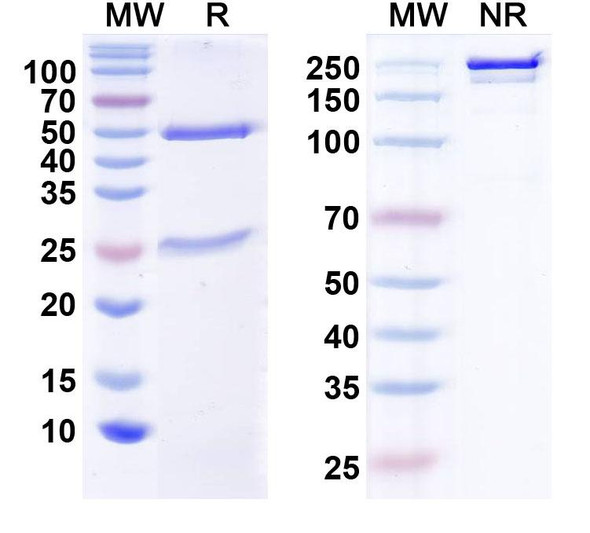 Anti-Human CCL11/Eotaxin Monoclonal In Vivo Antibody - Low Endotoxin (Iv0081) - SDS-PAGE