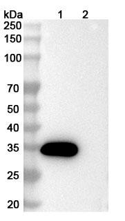 Anti-Human CCL11/Eotaxin Monoclonal In Vivo Antibody - Low Endotoxin (Iv0081) - WB