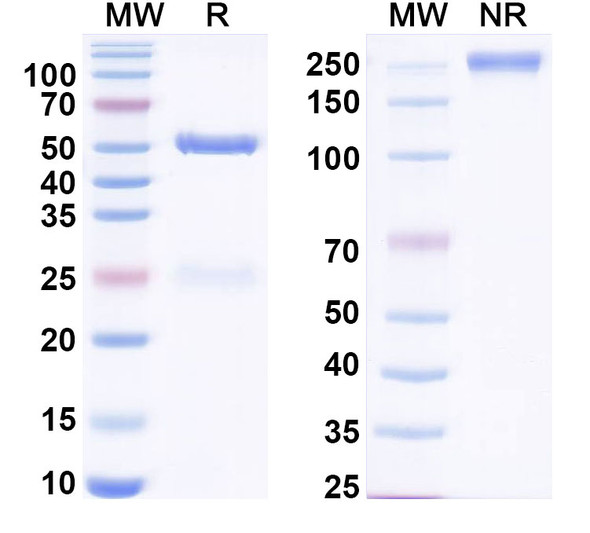 Anti-Human CCL17/TARC Monoclonal In Vivo Antibody - Low Endotoxin (Iv0083) - SDS-PAGE