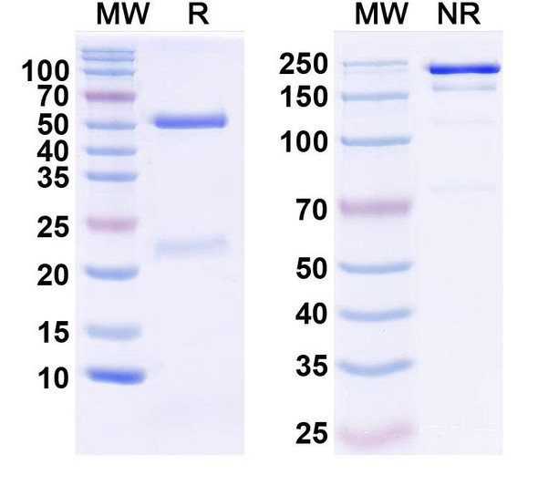 Anti-Human CXCL9/MIG Monoclonal In Vivo Antibody - Low Endotoxin (Iv0087) - SDS-PAGE
