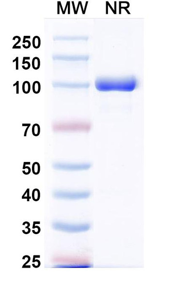 Anti-Human CXCL11/I-TAC Monoclonal In Vivo Antibody - Low Endotoxin (Iv0089) - SDS-PAGE