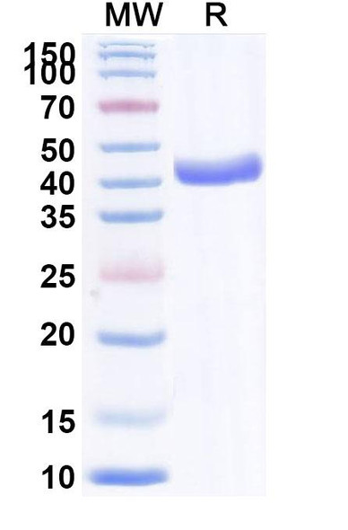 Anti-Human CXCL11/I-TAC Monoclonal In Vivo Antibody - Low Endotoxin (Iv0089) - SDS-PAGE
