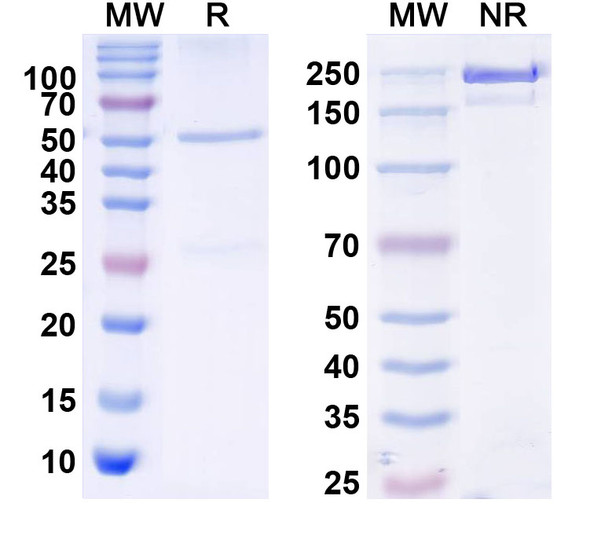 Anti-Human GPA33 Monoclonal In Vivo Antibody - Low Endotoxin (Iv0095) - SDS-PAGE