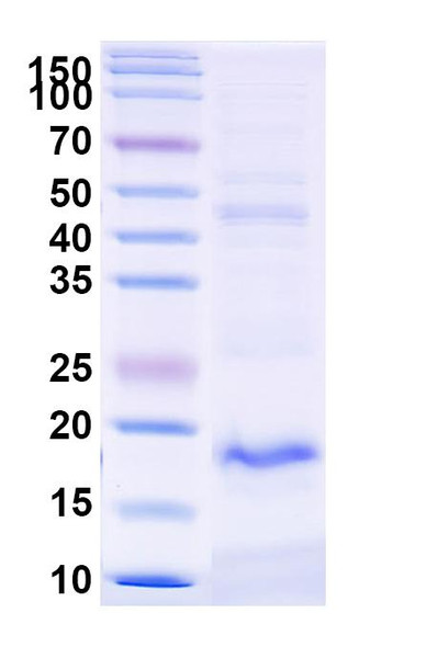 Anti-HHV-5/HCMV HHRF3/US28 Monoclonal In Vivo Antibody - Low Endotoxin (Iv0102) - SDS-PAGE