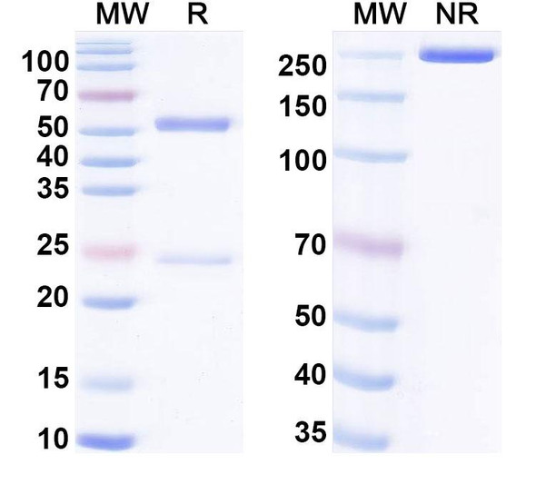Anti-CVB1 mature virion in complex Monoclonal In Vivo Antibody - Low Endotoxin (Iv0110) - SDS-PAGE