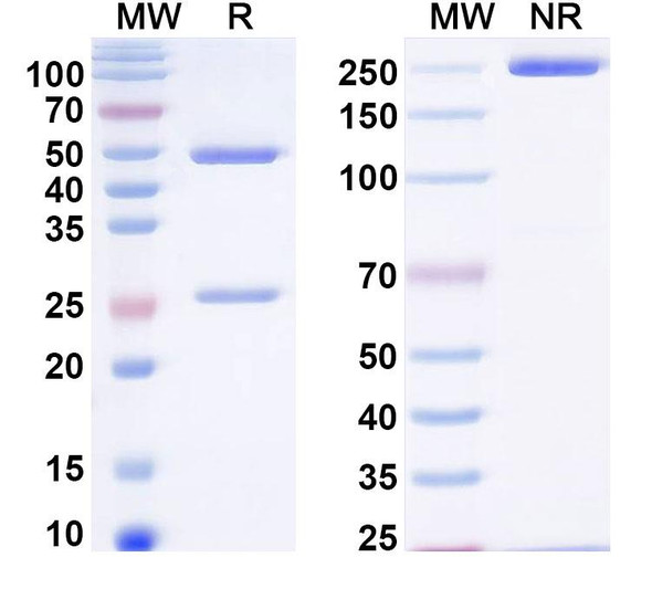 Anti-HIV1 env/Env polyprotein Monoclonal In Vivo Antibody - Low Endotoxin (Iv0115) - SDS-PAGE