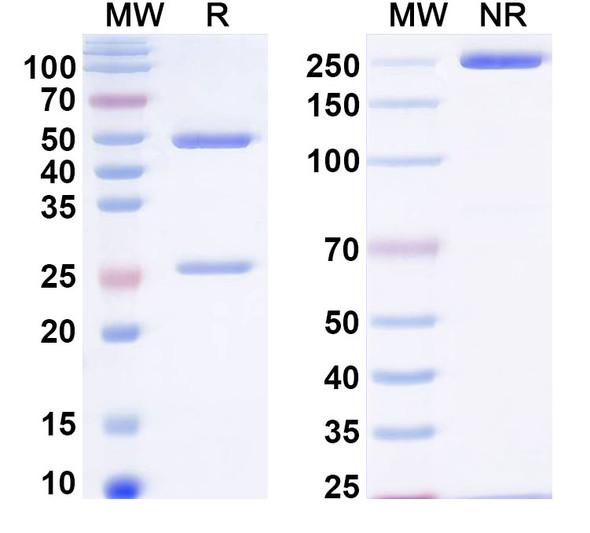 Anti-HIV1 env/Env polyprotein Monoclonal In Vivo Antibody - Low Endotoxin (Iv0116) - SDS-PAGE
