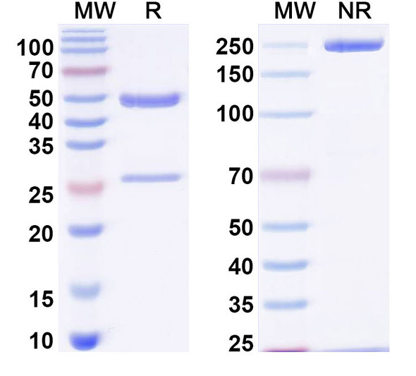 Anti-Mouse ARG1/Arginase-1 Monoclonal In Vivo Antibody - Low Endotoxin (Iv0121) - SDS-PAGE