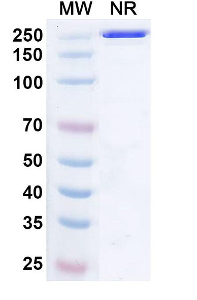 Anti-DENV-2 Envelope protein E/EDIII Monoclonal In Vivo Antibody - Low Endotoxin (Iv0124) - SDS-PAGE