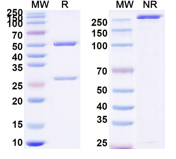 Anti-HRSV F/F protein Monoclonal In Vivo Antibody - Low Endotoxin (54G10) - SDS-PAGE