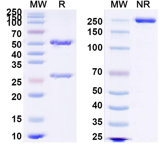 Anti-HRSV F/F protein Monoclonal In Vivo Antibody - Low Endotoxin (AM16) - SDS-PAGE