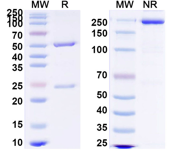 Anti-HRSV F/F protein Monoclonal In Vivo Antibody - Low Endotoxin (6F18) - SDS-PAGE