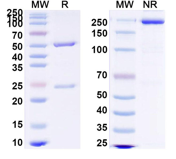 Anti-HRSV F/F protein Monoclonal In Vivo Antibody - Low Endotoxin (17E10. T) - SDS-PAGE
