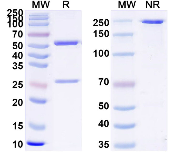 Anti-Human TSHR/LGR3 Monoclonal In Vivo Antibody - Low Endotoxin (K1-18) - SDS-PAGE
