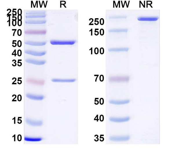 Anti-Human TSHR/LGR3 Monoclonal In Vivo Antibody - Low Endotoxin (5C9) - SDS-PAGE