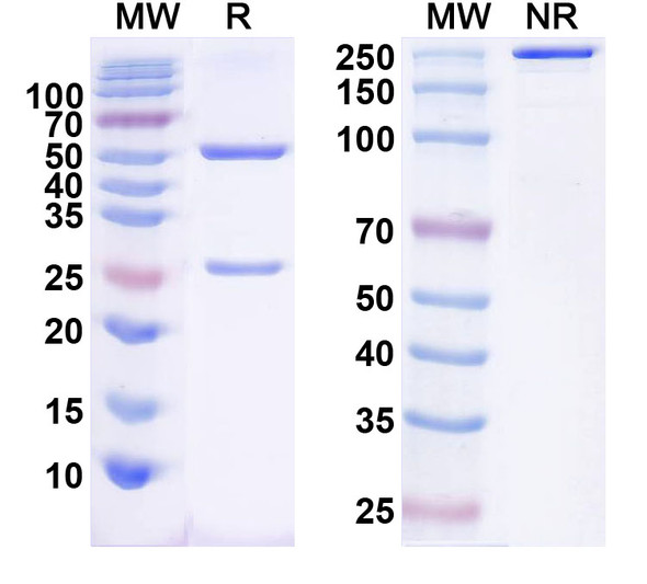 Anti-Human CD40/TNFRSF5 Monoclonal In Vivo Antibody - Low Endotoxin (Iv0136) - SDS-PAGE