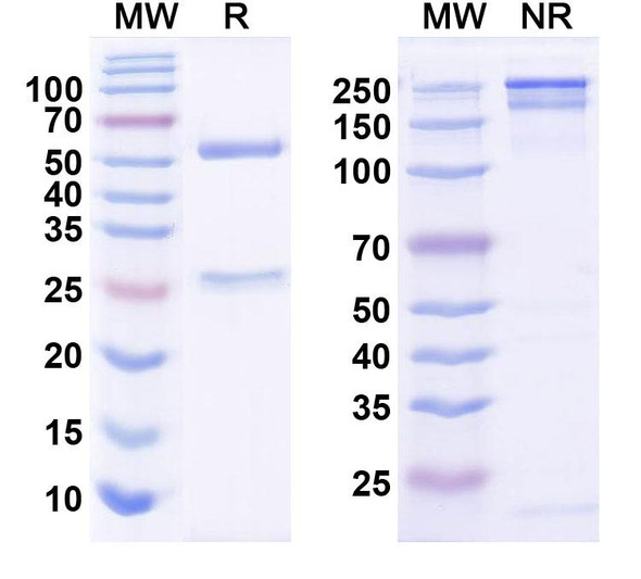 Anti-Human TNFSF9/4-1BBL Monoclonal In Vivo Antibody - Low Endotoxin (Iv0140) - SDS-PAGE