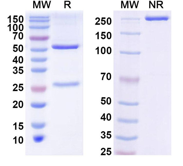 Anti-Bordetella pertussis cyaA/Cyclolysin Monoclonal In Vivo Antibody - Low Endotoxin (Iv0144) - SDS-PAGE