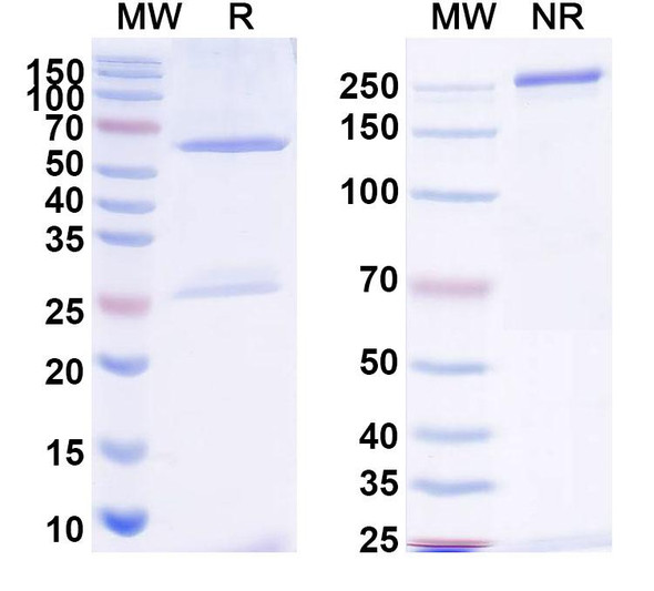 Anti-Influenza B virus HA/Hemagglutinin Monoclonal In Vivo Antibody - Low Endotoxin (Iv0147) - SDS-PAGE