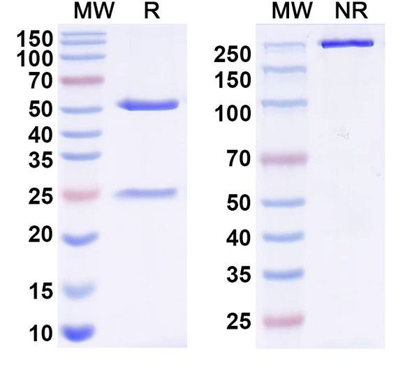 Anti-Influenza A virus HA/Hemagglutinin Monoclonal In Vivo Antibody - Low Endotoxin (Iv0148) - SDS-PAGE