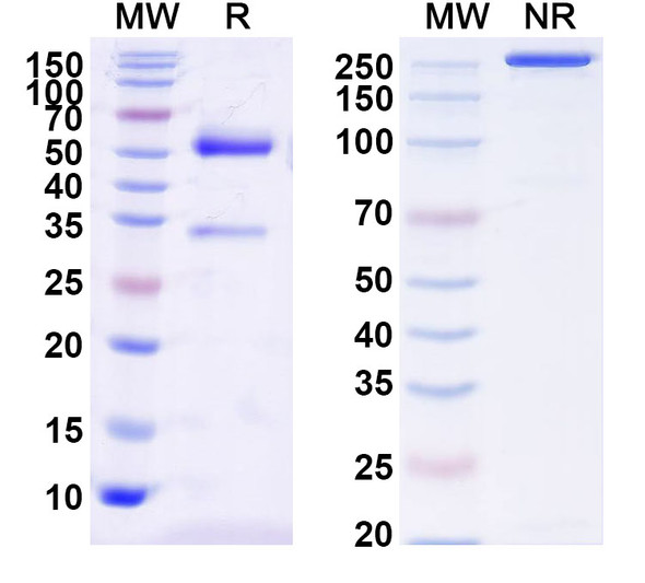 Anti-MERS-CoV RBD Monoclonal In Vivo Antibody - Low Endotoxin (S41) - SDS-PAGE