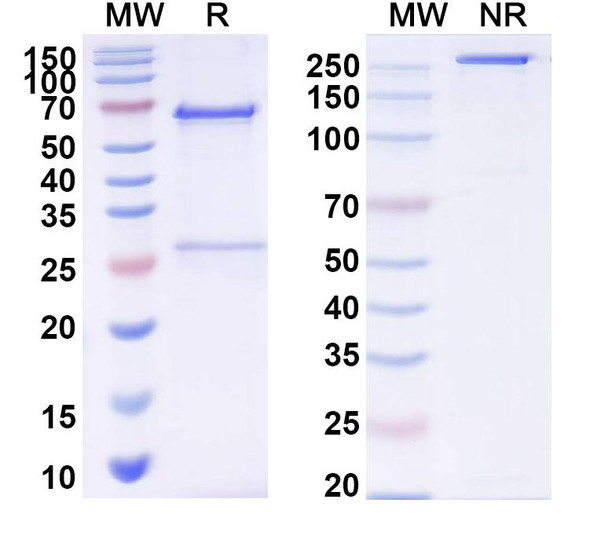 Anti-MERS-CoV S1 N-terminal domain/S1-NTD Monoclonal In Vivo Antibody - Low Endotoxin (G2) - SDS-PAGE